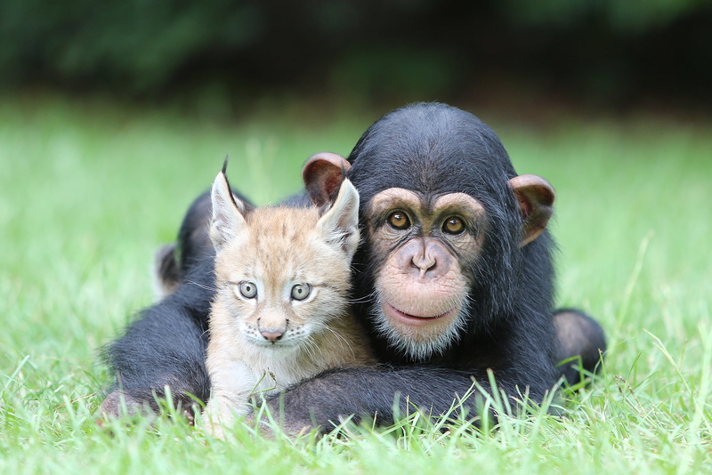 1080P, pets, no people, Lynx, young animal, togetherness, land, animal, field, tigr, vertebrate, Ape, Pals, Feline, black, two animals, focus on foreground