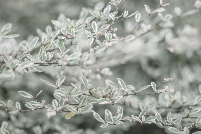 selective focus, leaves, focus on foreground, full frame, frozen, plant part, backgrounds, pal leaves, no people, pastel, snowflake, cold temperature, flower