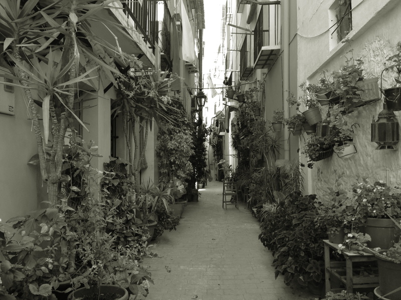 2K, plant, indoors, Villajoyosa, direction, the way forward, summer, leaf, no people, plant part, tree, peaceful, beaches, outdoors, mediterranean, Alley