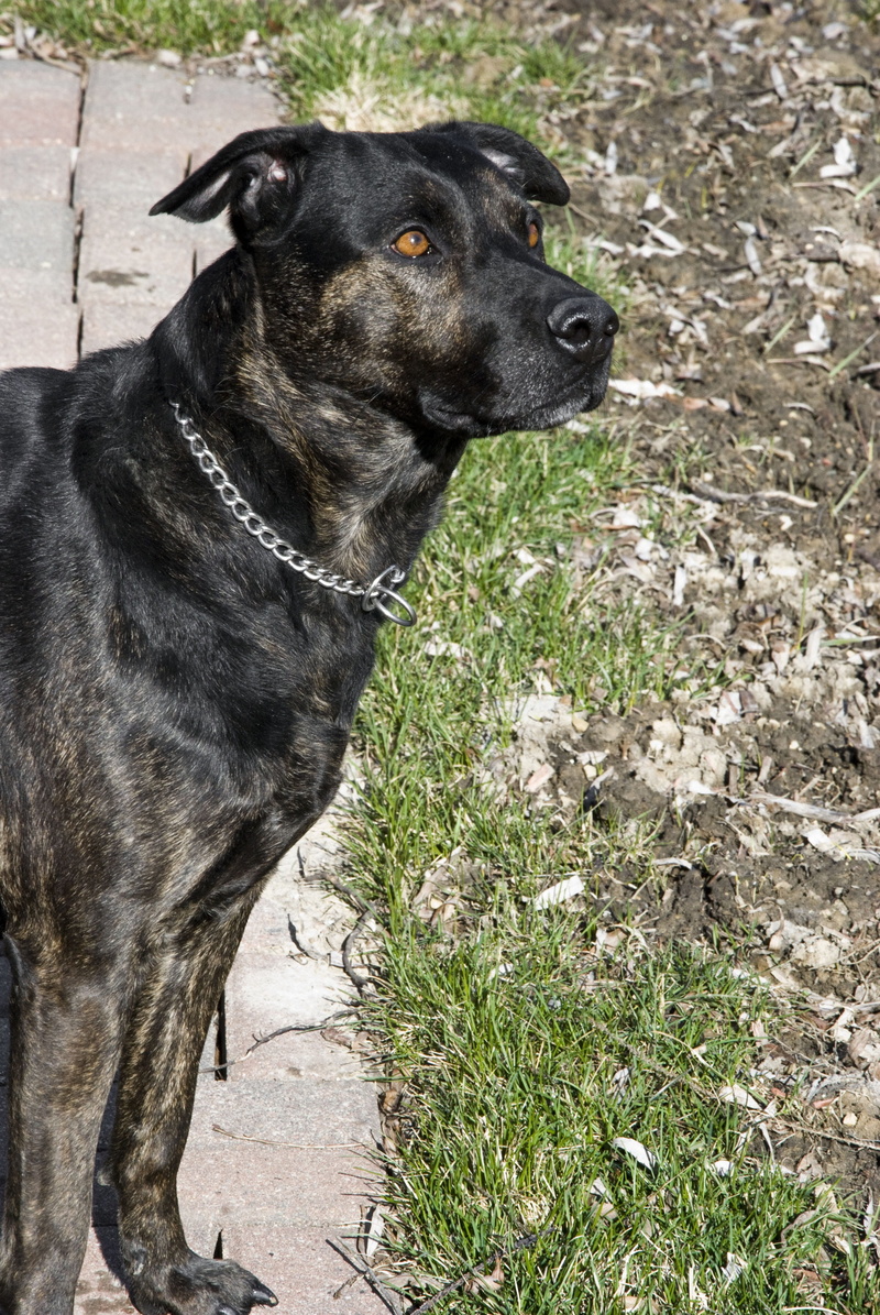 plant, 4K, animal, companion, Animal, black color, domestic animals, day, looking away, pup, Canine, doggy, Mutt, pal, animal themes, breed, Pet, pets