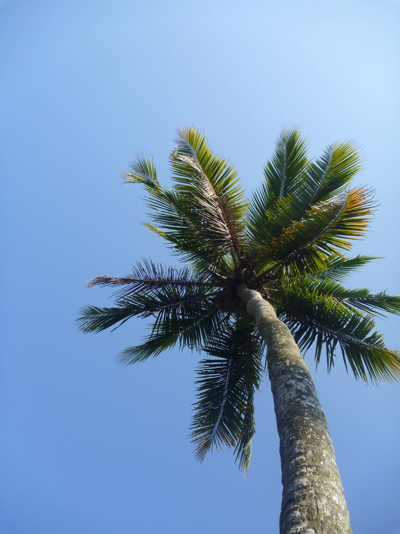 low angle view, daytime, tall - high, island, tree, beauty in nature, tropical tree, tree trunk, s, palm leaf, leaves, trunk, growth, leaf, sky, outdoors