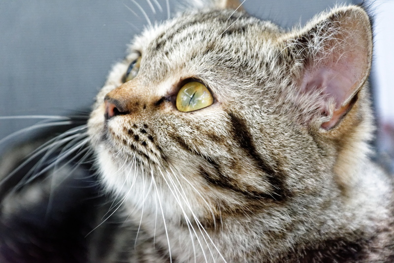animal hair, shallow, animal themes, 5K, close-up, animal body part, looking, hair, kitten, domestic animals, whisker, cat face, focus, relaxation, cat
