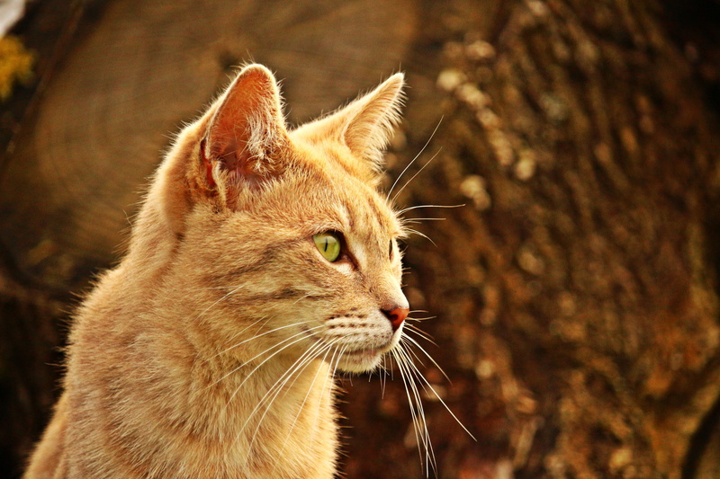 cute, kitten, vertebrate, 5K, day, nature, looking, domestic Animals, pets, Tiger Cat, mammal, looking away, one animal, close-up, animal, domestic Cat