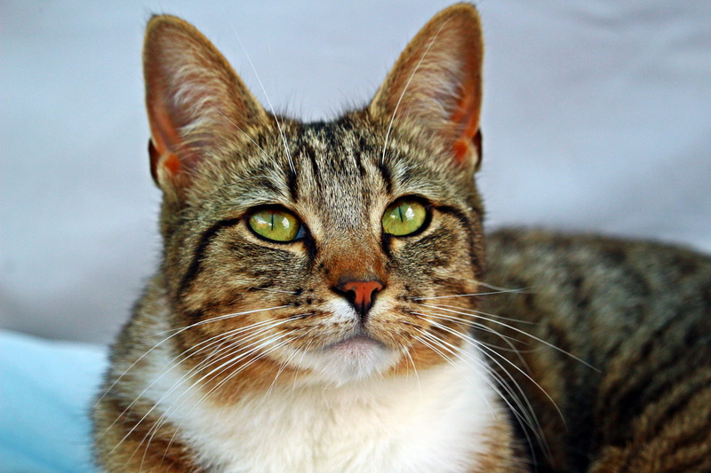 cute, portrait, focus on foreground, animal themes, vertebrate, tabby cat, cat, striped, young Animal, domestic, no people, relaxation, domestic Animals