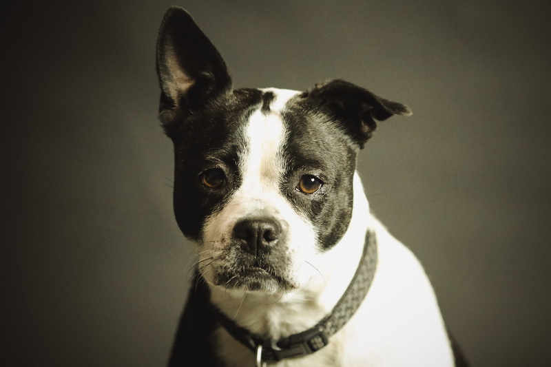 domestic, pet collar, portait, vertebrate, one animal, dog, domestic animals, pet, kansas city, animal, 2K, puppy, united states, animal body part, no people