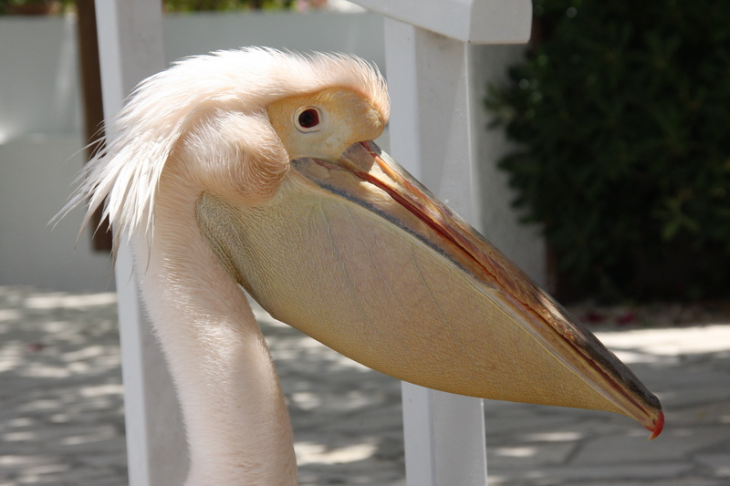 close-up, beak, water, no people, noun, focus on foreground, pelikan, sunlight, bird, day, outdoors, one animal, pelican, animals in the wild, animal themes