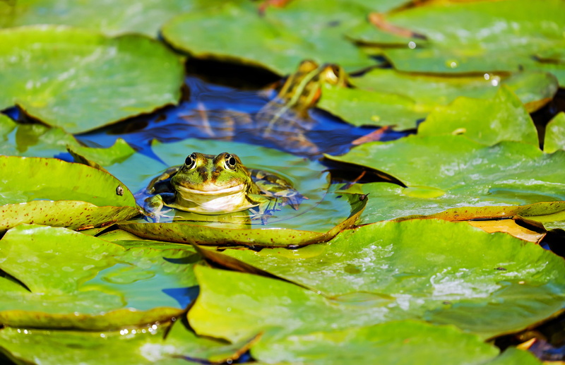 daytime, pad, no people, lily, leaves, nature, aquatic animal, cute, water, frog pond, frog, floating on water, pond, water creature, green frog, floating