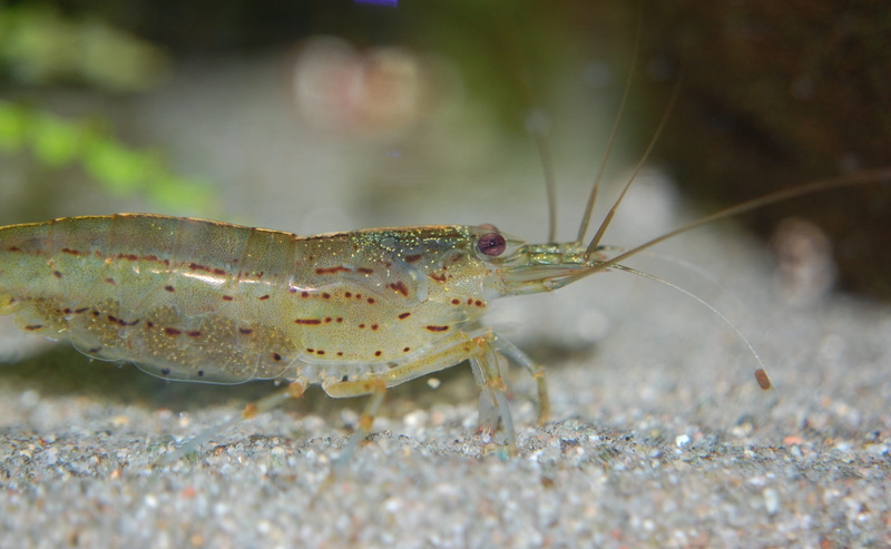 freshwater, water, reproduction, animal themes, sea life, transparent, nature, undersea, no people, sea, day, animal, underwater, marine, close-up, land