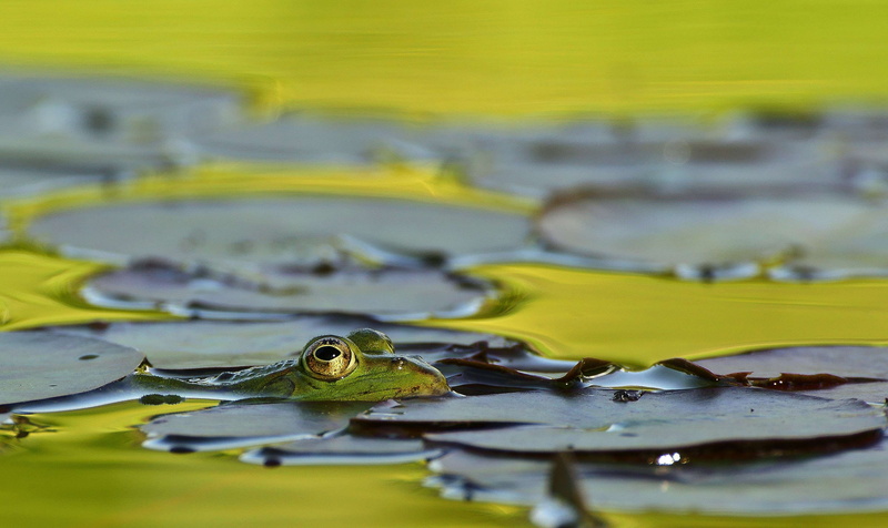 lily pad, no people, leaves, leaf, nature, creature, water, green color, nuphar lutea, plant part, floating, summer, amphibian, animal themes, wat, garden pond