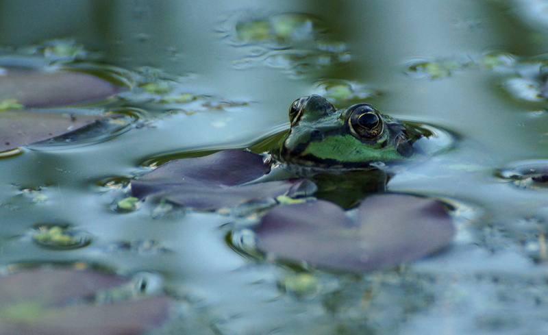 animal wildlife, one animal, pond inhabitants, underwater, animals in the wild, green, animal head, sea, animal body part, frog, water, nature, water frog