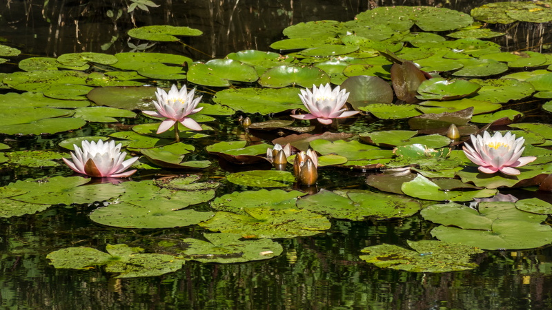 lily pad, water lily, freshness, lake, aquatic plant, flower, pond, flowering plant, growth, fragility, no people, floating, flower head, water lilies