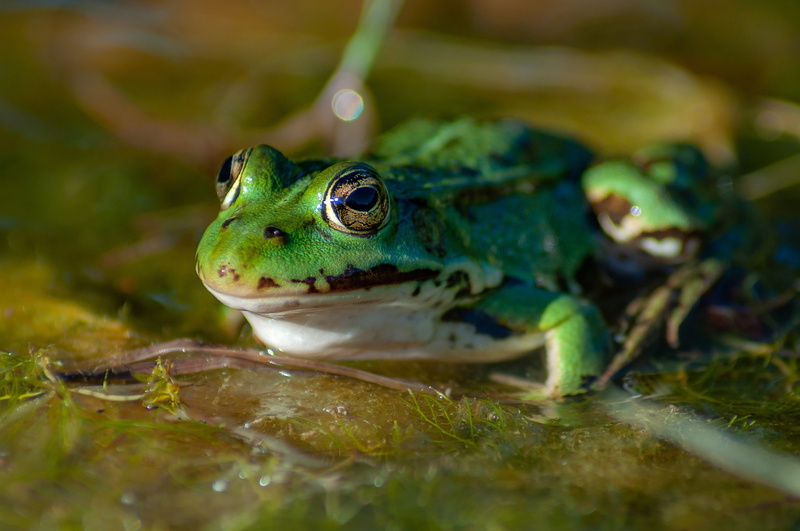 day, water, no people, plant, grass, pond, animal eye, 4K, close up, biotope, selective focus, animal head, land, animals in the wild, toad, green color