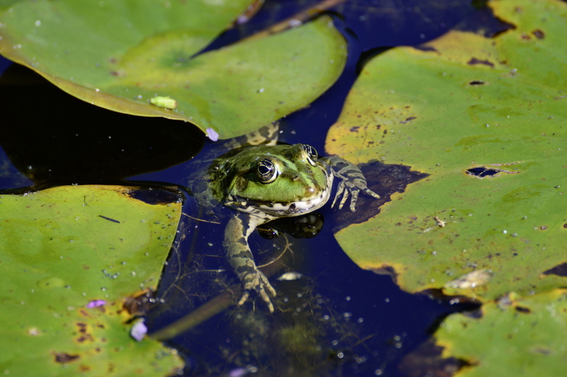 one animal, animal head, no people, frog pond, animal wildlife, close-up, animal world, green color, plant part, amphibian, nature, swamp, lily pad, vertebrate