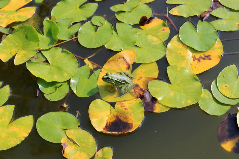 5K, pond inhabitants, lily pad, frog, lake, leaves, leaf, high angle view, no people, lotus water lily, animal themes, one animal, green, plant part, pond