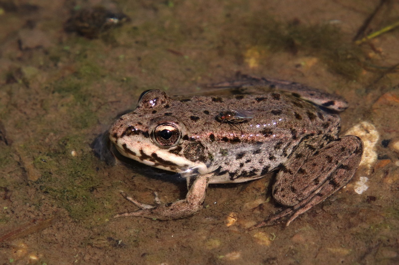 toad, pond inhabitants, aquatic animal, piggyback, animal head, animal themes, close-up, frog, 2K, river, fly, vertebrate, water frog, animal eye, swimming