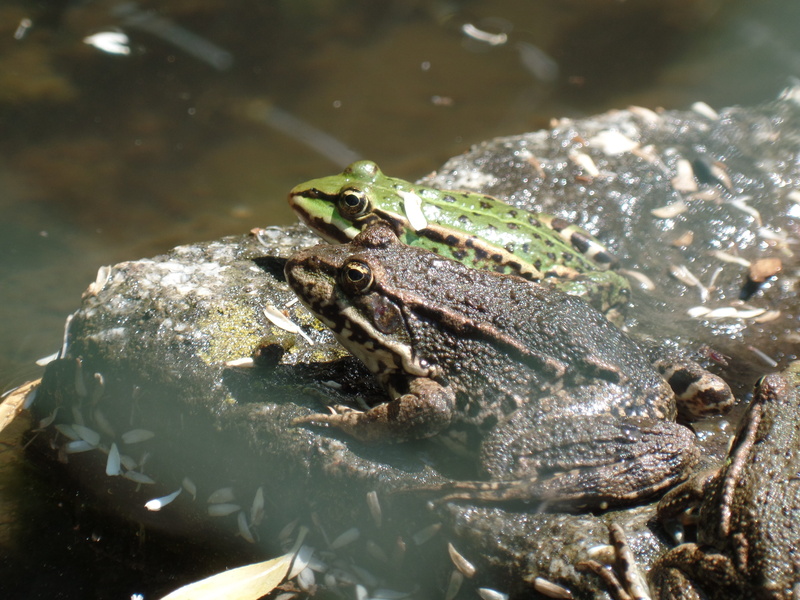 green frog, pond, sitting, nature, underwater, frog, close-up, vertebrate, animal themes, frogs, marine, close, water frog, lake, frog pond, amphibian