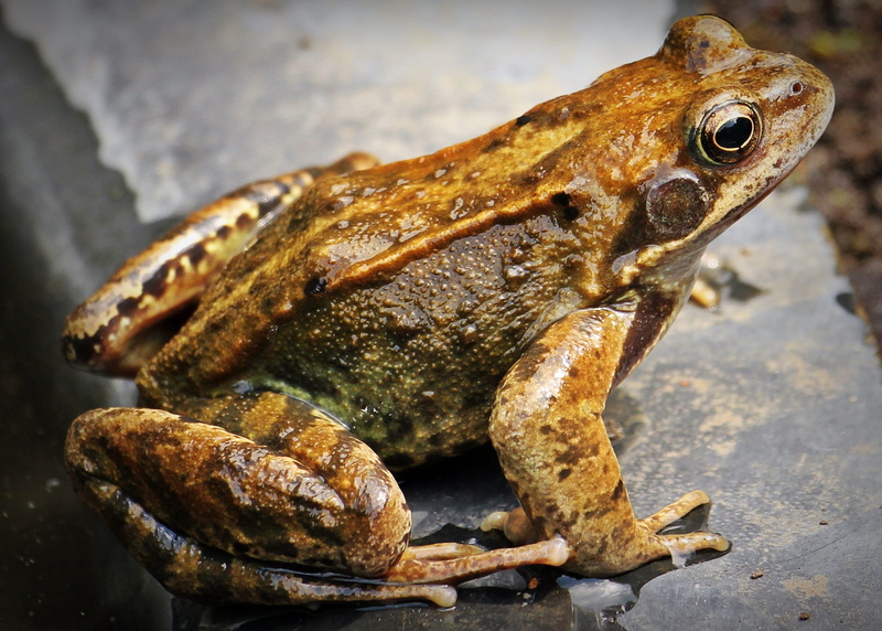 one animal, pond, nuphar, animal body part, water lilies, side view, frog, animal world, rain, 1080P, photo, brown, frog in the pond, pond inhabitants