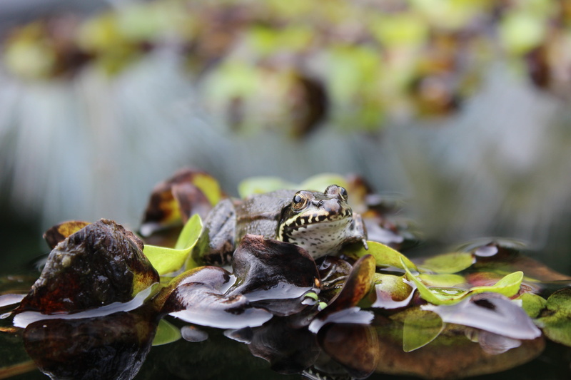 outdoors, day, leaves, close-up, no people, leaf, amphibian, close up, selective focus, animals in the wild, pond, 5K, one animal, green frog, food, garden pond
