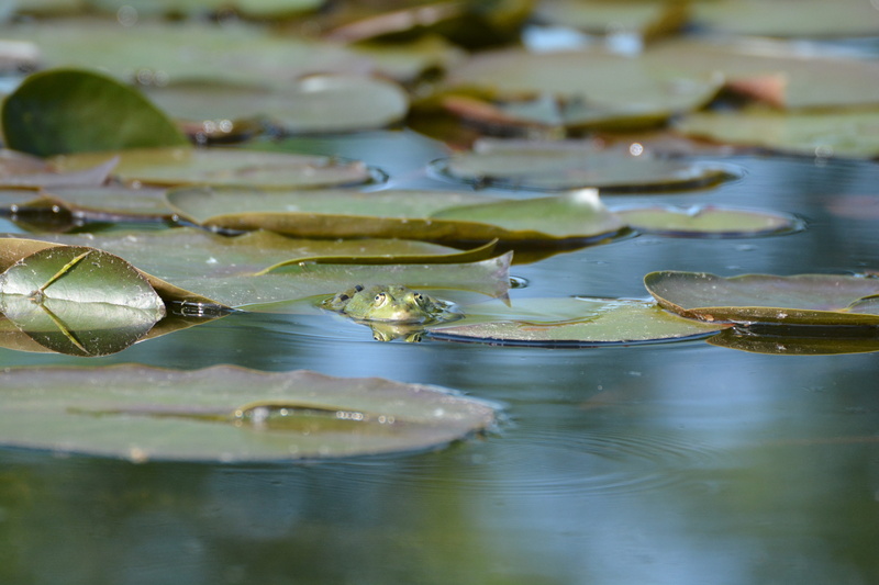 5K, lake rose, aquatic plant, amphibian, frogs, reflection, group of animals, day, leaves, leaf, wet, no people, lily pad, high angle view, waterfront