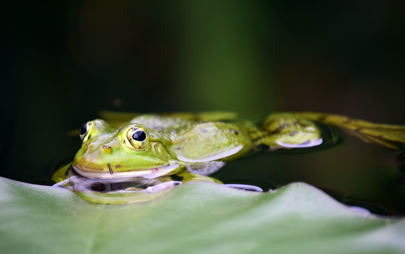 animal, no people, sweet, animal themes, animal head, pond inhabitants, garden pond, frog pond, water frog, mouth open, lily pad, close up, one animal
