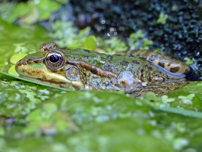 4K, animal eye, nature, green, water creature, lake, no people, garden pond, creature, animal scale, animal wildlife, amphibians, reptile, close-up, outdoors