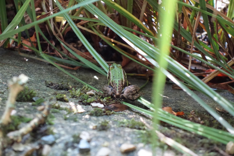 grass, day, pond inhabitants, animals in the wild, pools, butterfly - insect, nature, creature, selective focus, water creature, close-up, animal themes