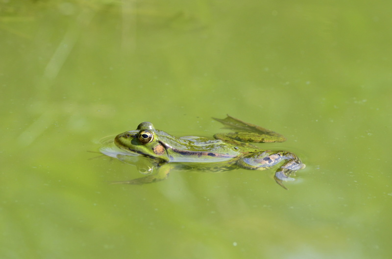 frog, animal head, reptile, no people, nature, animal, animal themes, water, animal eye, vertebrate, amphibian, waterfront, animals in the wild, frog pond