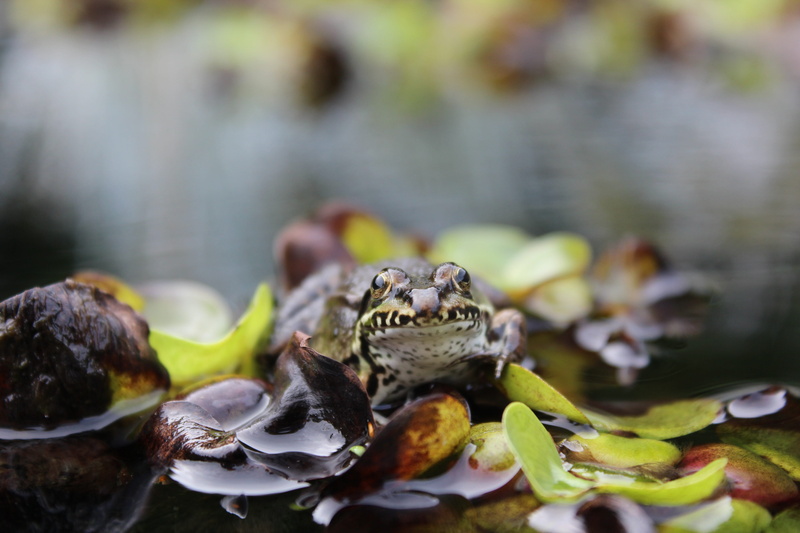 animal head, water, green frog, leaf, nature, close-up, outdoors, frog pond, garden pond, lake, green, close up, day, 5K, no people, amphibian, frog, pond inhabitants