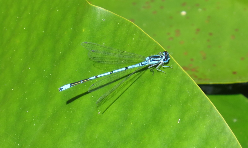 plant, damselfly, macro, flight insect, animal themes, turquoise, pond inhabitants, leaf, garden pond, day, animal wing, garden, green color, dragonfly