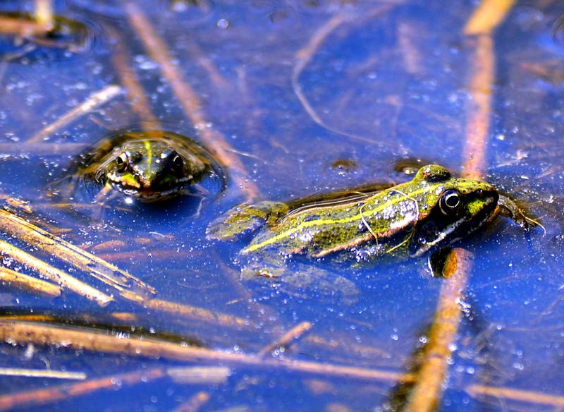 animal themes, animal eye, 1080P, amphibian, no people, animals in the wild, green, nature, foot, frog, swimming, frogs, selective focus, animal head