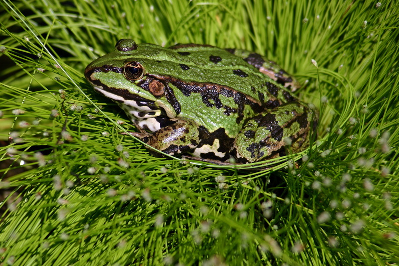 reptile, pond, day, close-up, green color, selective focus, vertebrate, nature, aquatic animal, animal themes, animal, land, frog pond, animals in the wild