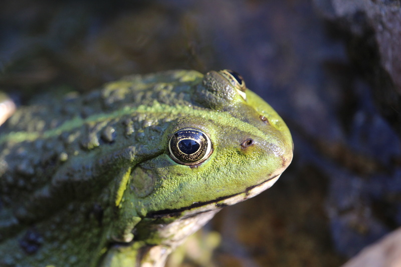 selective focus, animal scale, water creature, water frog, animal wildlife, animal, aquatic animal, frog pond, water, outdoors, frog, animal body part