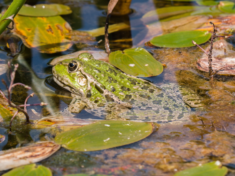 nature, lake, vertebrate, one animal, leaves, animal, plant part, leaf, green, day, amphibian, animals in the wild, outdoors, 2K, swimming, water, floating on water