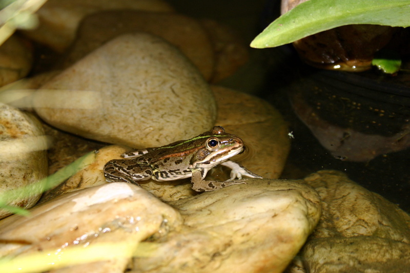 frog, one animal, pond, amphibian, close-up, high angle view, frog pond, selective focus, animal themes, reptile, water, 2K, no people, nature, vertebrate