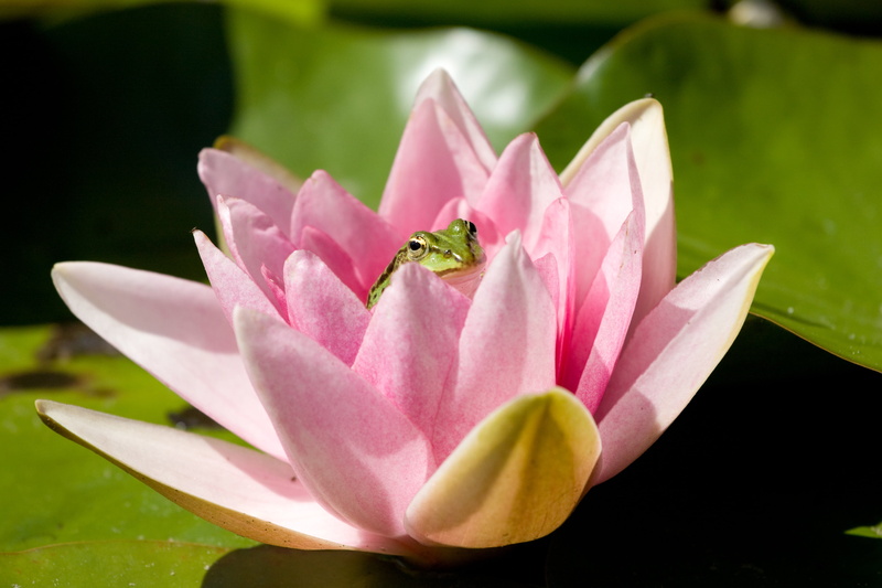 flower, flowering plant, frog, growth, flower head, springtime, water frog, vulnerability, pollen, inflorescence, garden pond, bloom, 4K, close-up, pink color