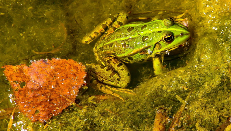 green color, water, animal, 1080P, no people, amphibian, one animal, pond inhabitants, marine, lake, animal wildlife, aquatic animal, vertebrate, close-up