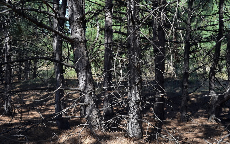 forest, tree, scenics - nature, growth, 1080P, day, sunlight, tree trunk, woodland, tranquil scene, branch, cool background pictures nature 1920x1200
