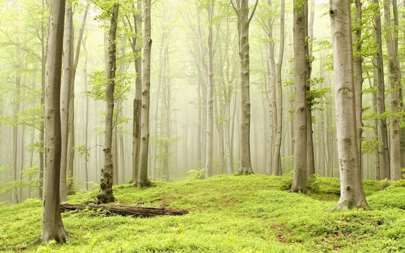 tree, outdoors, nature, plant, non-urban scene, growth, land, environment, tree trunk, pictures background nature 1920x1200, woodland, landscape, trunk