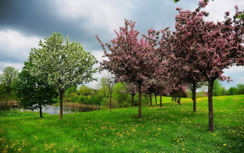 beauty in nature, grass, pictures of nature backgrounds 1920x1200, sky, tree, nature, 1080P, tranquil scene, flower, cherry tree, day, outdoors, blossom