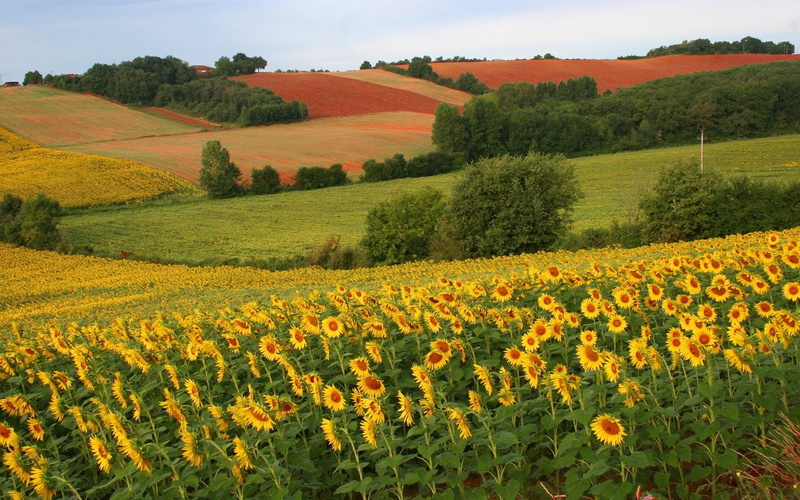 plant, scenics - nature, flower, farm, 1080P, land, flower head, rolling landscape, yellow, nature, plantation, no people, agriculture, rural scene, field