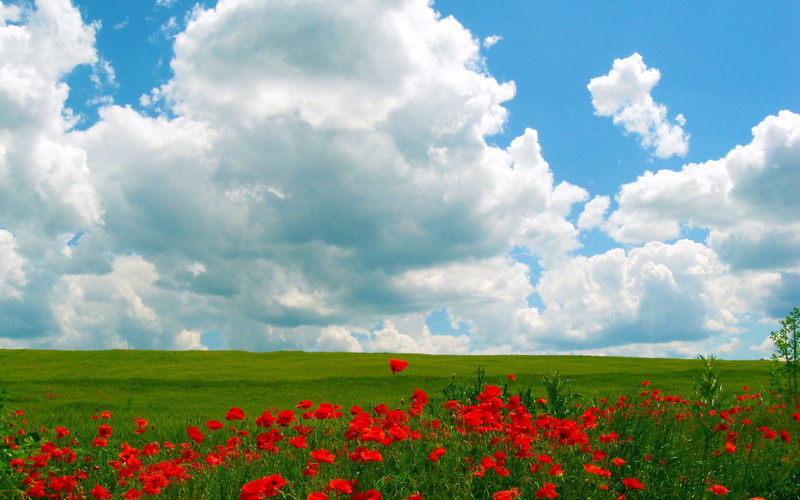 tranquility, flower head, scenics - nature, outdoors, flower, springtime, beauty in nature, land, landscape, fragility, field, sky, poppy, environment