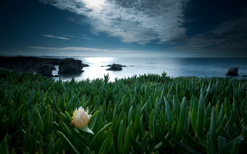 horizon, beauty in nature, plant, horizon over water, flower, nature background images hd latest 1920x1200, nature, tranquil scene, land, tranquility, sea