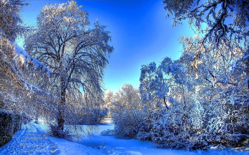 non-urban scene, scenics - nature, outdoors, tranquility, winter, snow, environment, 1080P, blue, covering, land, climate, plant, tree, image background nature hd 1920x1200