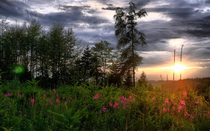 tranquil scene, lens flare, beauty in nature, growth, no people, tree, idyllic, scenics - nature, tranquility, outdoors, non-urban scene, sunset, nature background images hd latest 1920x1200