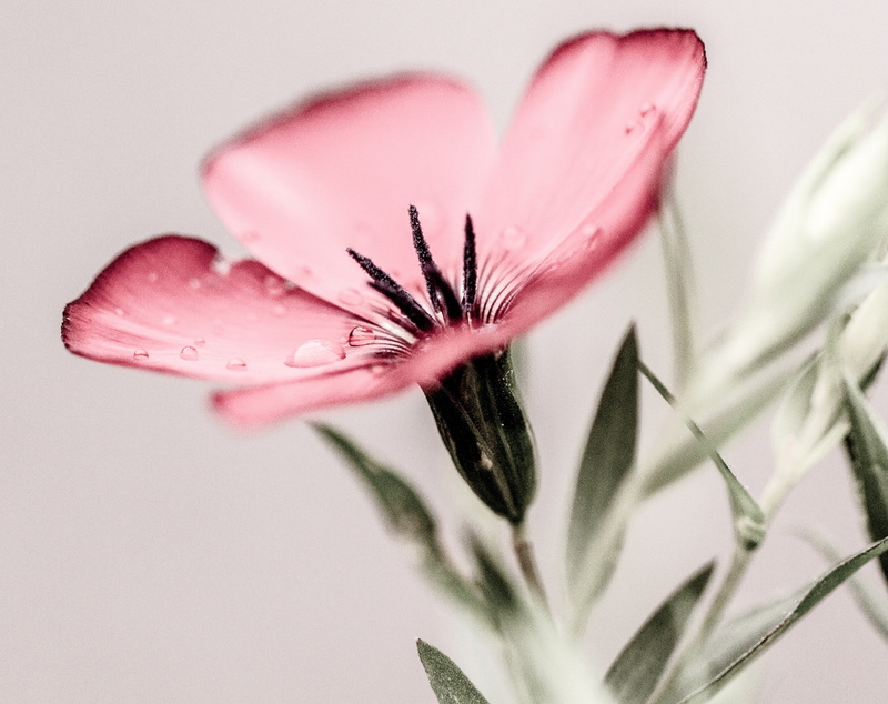 close-up, Nature, Petals, inflorescence, waterdroplets, Wildflower, vulnerability, Aero, petaled, beauty in nature, redandgreen, sepal, Hope, indoors, selective focus