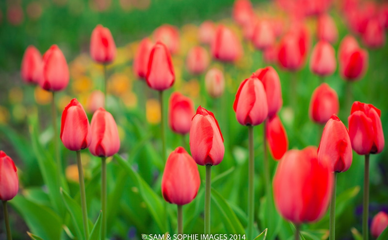 green color, Tulips, flowerbed, no people, Flower, gargen, close-up, Green, pink color, flowering plant, freshness, Spring, red, Botanic, redandgreen, growth