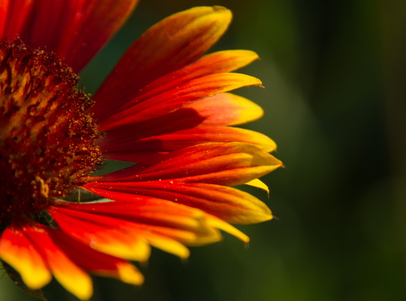 no people, close-up, Flowers, fragility, redandgreen, Flower, red, vulnerability, pollen, gaillardia, Petals, Warm, Nature, flower head, orange color, flowering plant