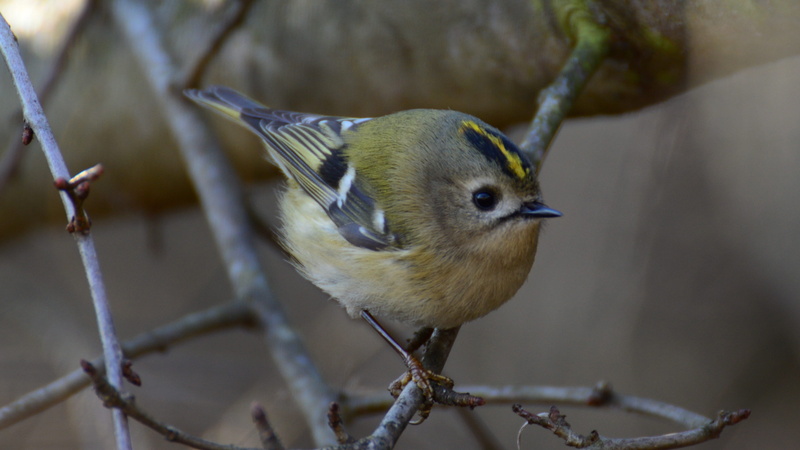 no people, animals in the wild, vertebrate, russian bird, close-up, one animal, plant, nature, twig, animal wildlife, 4K, day, the smallest, animal, bird