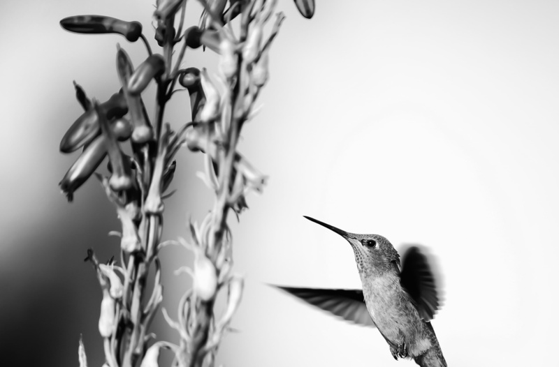 MidAir, animal, day, plant, blackandwhite, fauna, wildlife, Tiny, Photography, vertebrate, hovering, Black and White, Flight, Monochrome, focus on foreground
