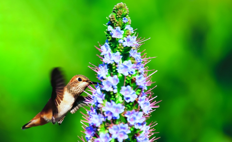 close-up, Colors, invertebrate, purple, Macro, Small, smallest, one animal, beauty in nature, hovering, Birds, PrideofMadeira, focus on foreground, MidAir